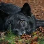 Wolf im Herbstlaub