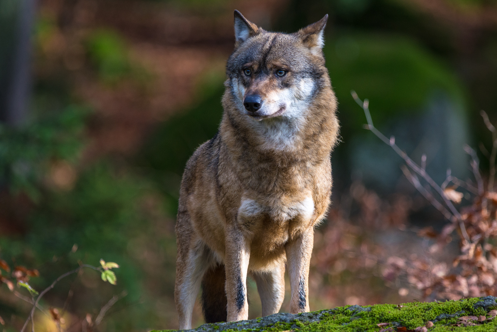 Wolf im Herbstwald