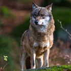 Wolf im Herbstwald