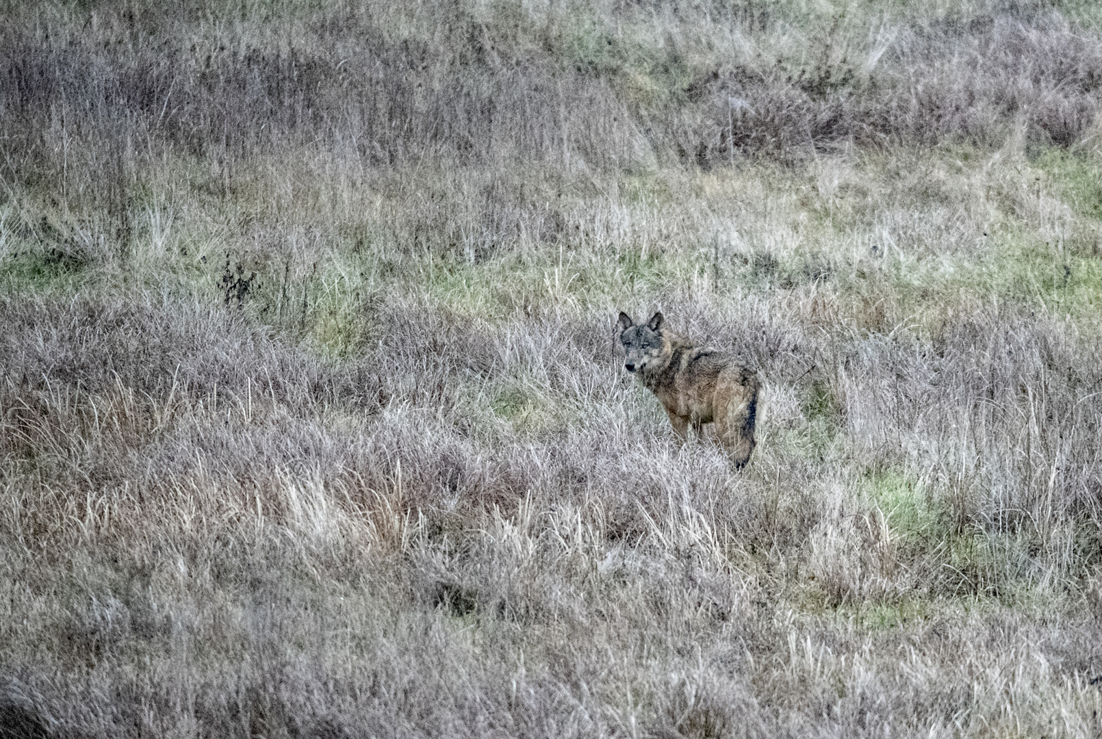 Wolf im Jagdrevier 2