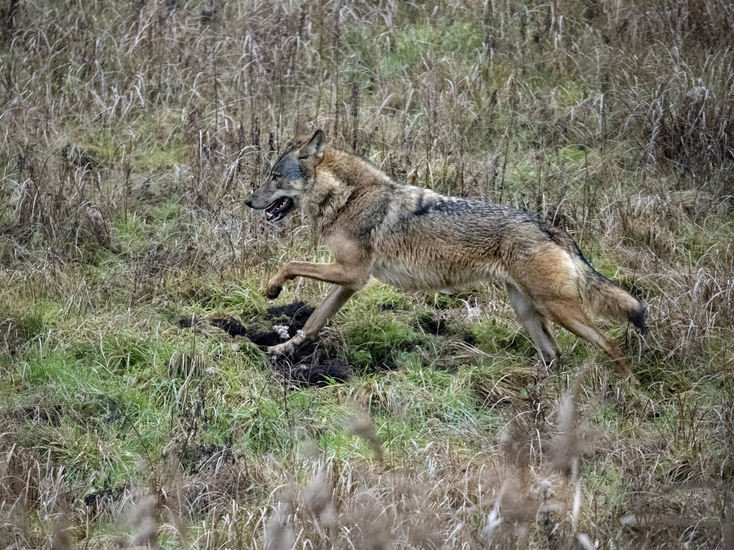 Wolf im Jagdrevier. 