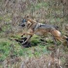 Wolf im Jagdrevier. 