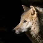 Wolf im Licht