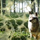 Wolf im Märchenwald