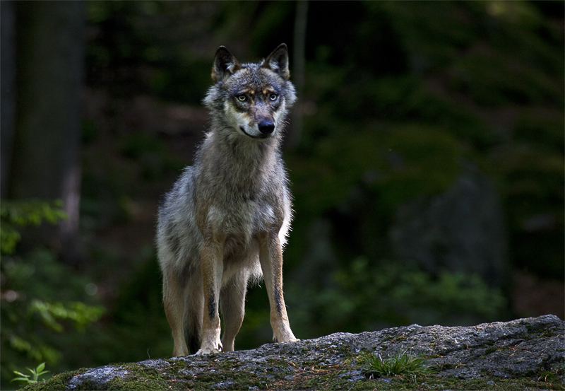 Wolf im Morgenlicht