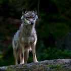 Wolf im Morgenlicht