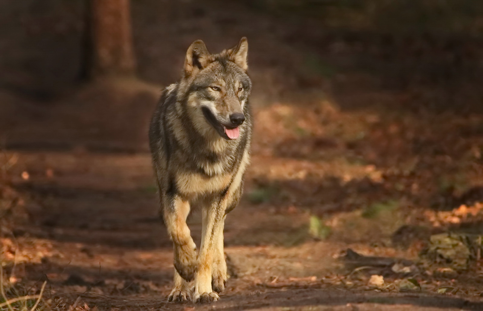 Wolf im Morgenlicht