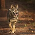 Wolf im Morgenlicht