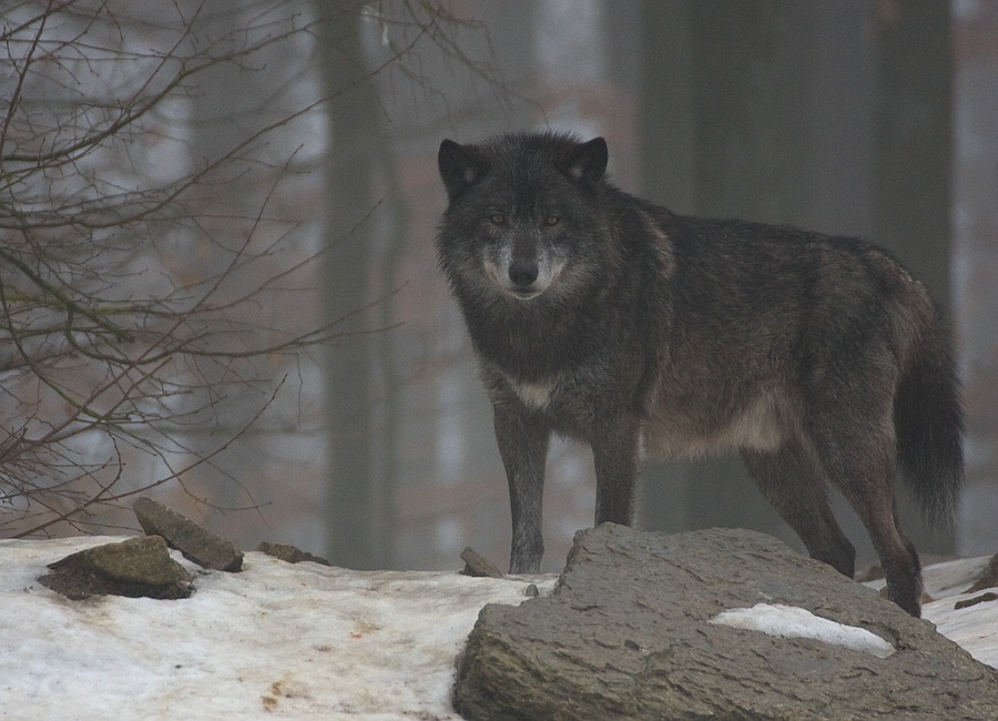 Wolf im Morgennebel