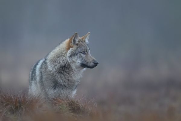Wolf im Morgennebel