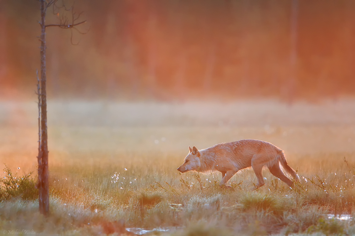 Wolf im Morgennebel