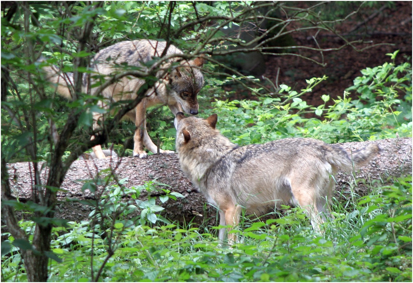 Wolf im Nationalpark