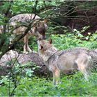 Wolf im Nationalpark