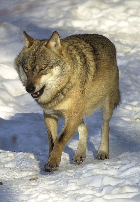 Wolf im Nationalpark Bayerischer Wald (1)