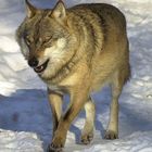 Wolf im Nationalpark Bayerischer Wald (1)