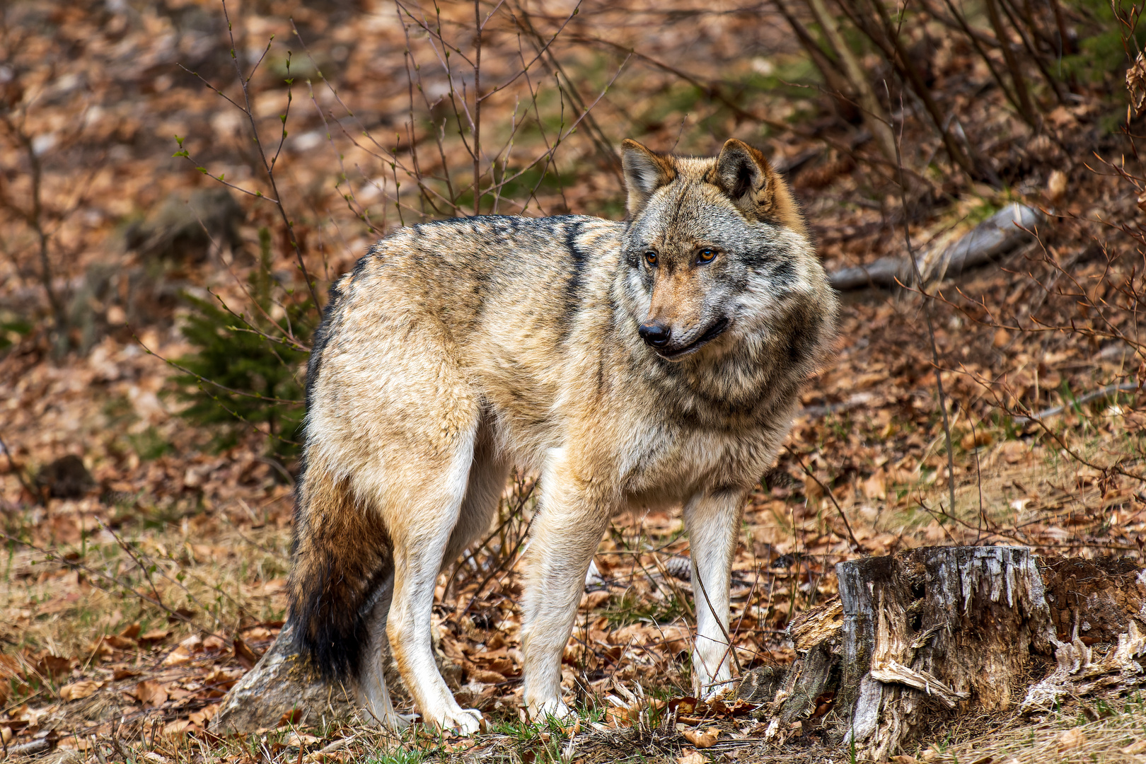 Wolf im Nationalpark bayerischer Wald