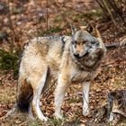 Wolf im Nationalpark bayerischer Wald