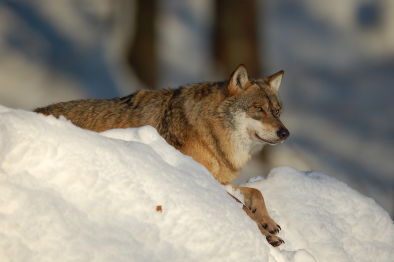 Wolf im Nationalpark Bayerischer Wald (captive) - 2