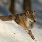 Wolf im Nationalpark Bayerischer Wald (captive) - 2