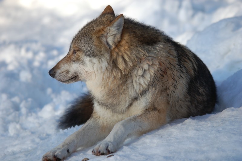 Wolf im Nationalpark Bayerischer Wald (captive)
