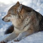 Wolf im Nationalpark Bayerischer Wald (captive)