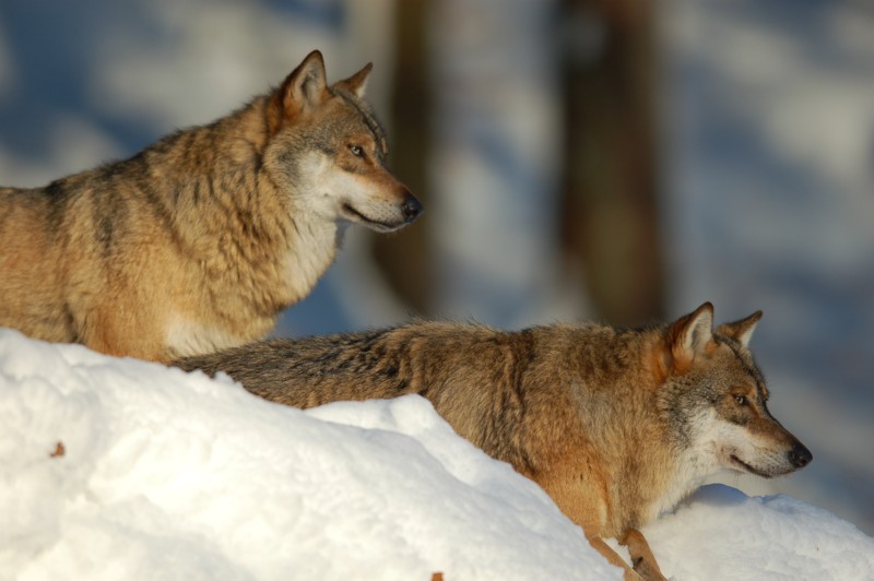 Wolf im Nationalpark Bayerischer Wald (captive) - 5