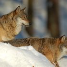 Wolf im Nationalpark Bayerischer Wald (captive) - 5