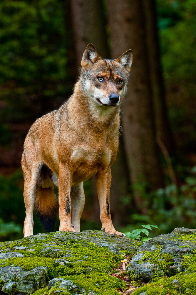 Wolf im Nationalpark Bayern