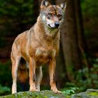 Wolf im Nationalpark Bayern