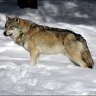 Wolf im Nationalpark Bayrischer Wald