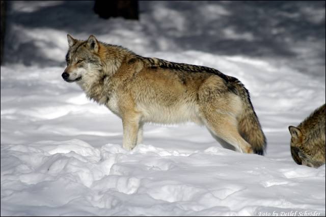 Wolf im Nationalpark Bayrischer Wald