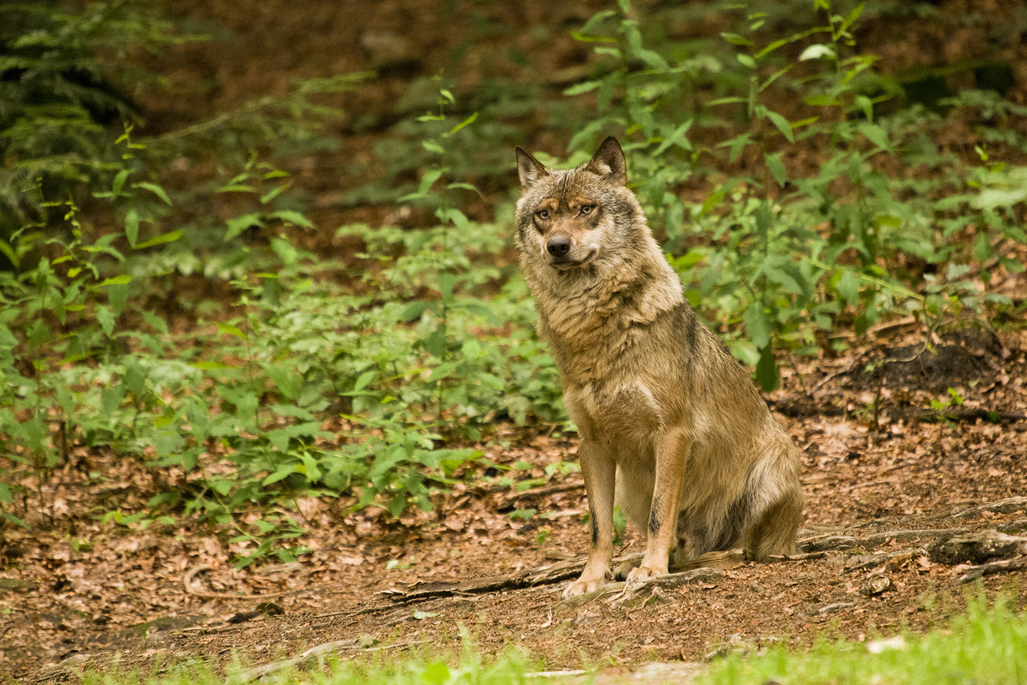 Wolf im Nationalpark Bayrischer Wald