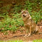 Wolf im Nationalpark Bayrischer Wald