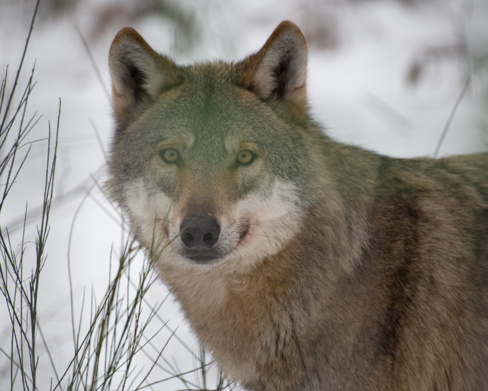 Wolf im Naturtierpark Granat (Haltern Lavesum)