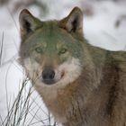 Wolf im Naturtierpark Granat (Haltern Lavesum)