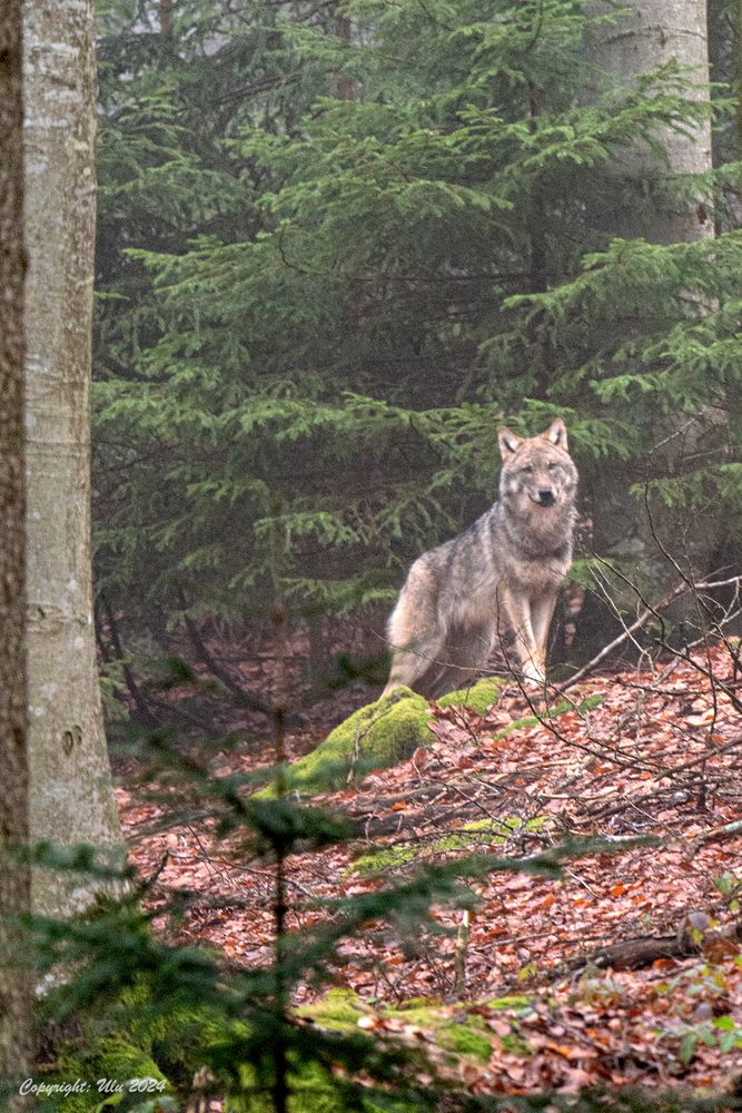 Wolf im Nebel