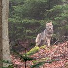 Wolf im Nebel