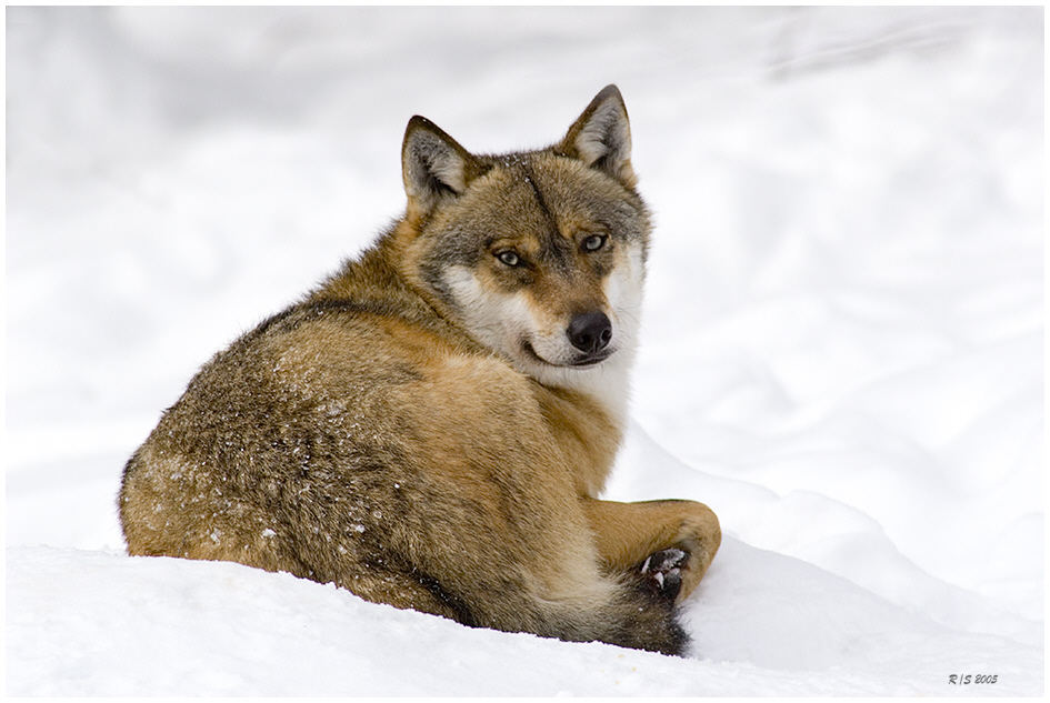 Wolf im NP Bayerischen Wald