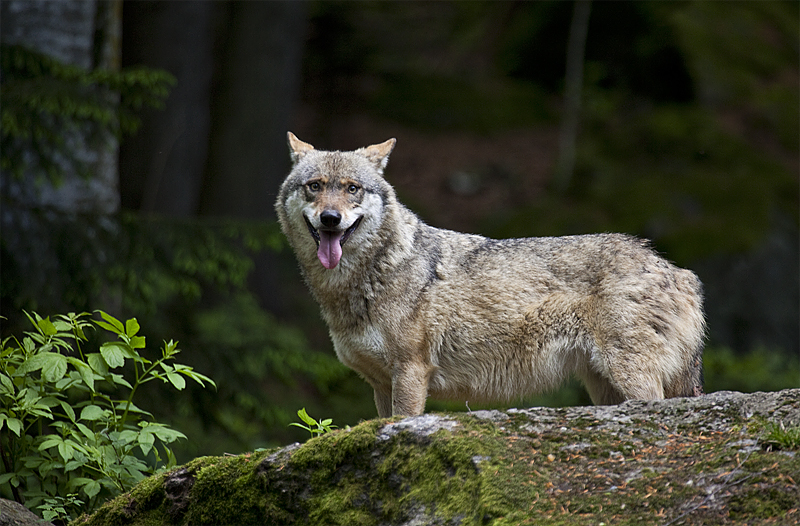 Wolf im NP Bayerischer Wald