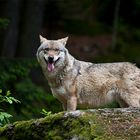 Wolf im NP Bayerischer Wald