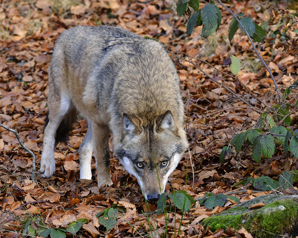 Wolf im NP Bayerischer Wald