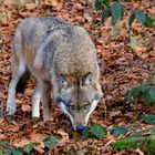 Wolf im NP Bayerischer Wald