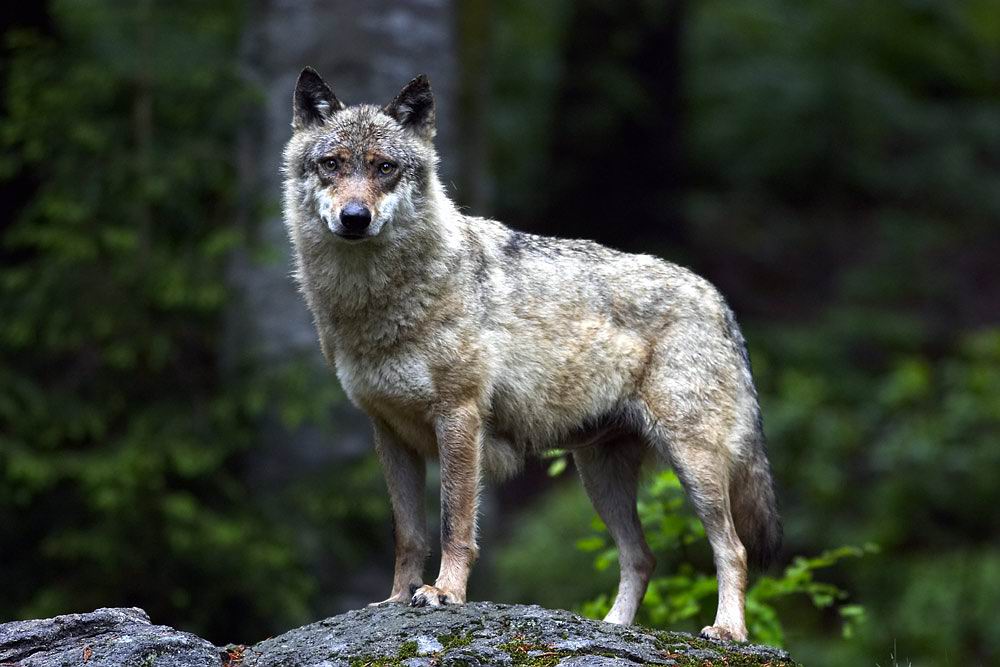 Wolf im NP Bayrischer Wald