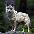Wolf im NP Bayrischer Wald