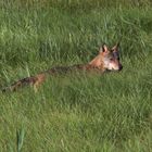 Wolf im Oberlausitzer Teichgebiet