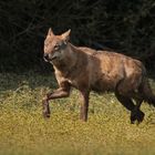 Wolf im Oberlausitzer Teichgebiet (Sachsen)