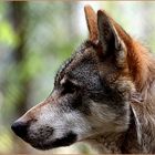 Wolf im Profil