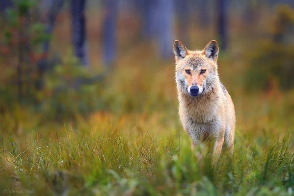 Wolf im Regen