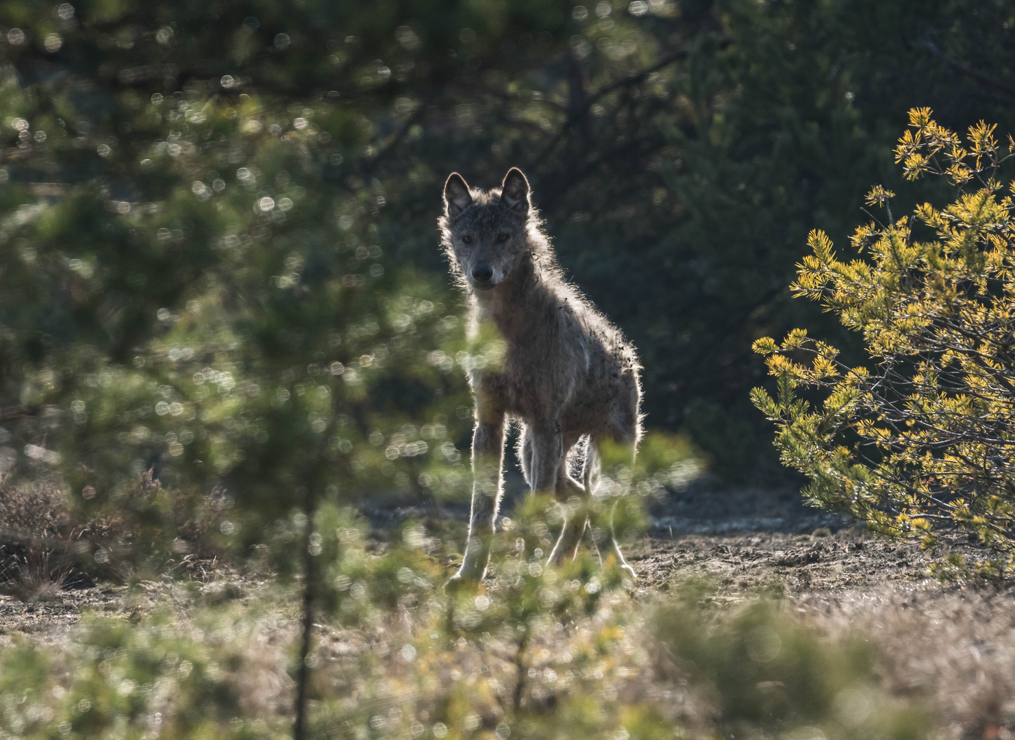 Wolf im Revier