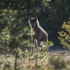 Wolf im Revier